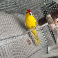 Kakariki