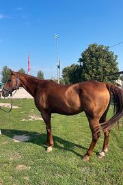 Cavallo