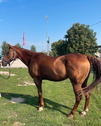 Cavallo