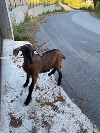 Animali