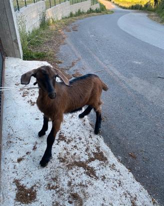 Animali