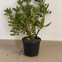 piante a cespuglio vaso diametro 18