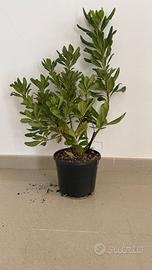 piante a cespuglio vaso diametro 18