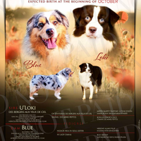 Cuccioli Australian shepherd pedigree