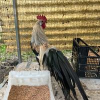 Gallo phoenix nano colorazione limone