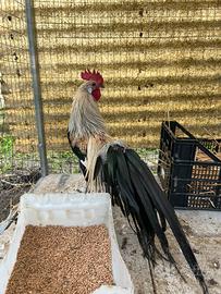 Gallo phoenix nano colorazione limone