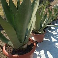 Agave foglia larga