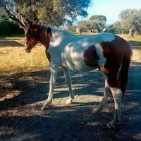 Cavallo paint