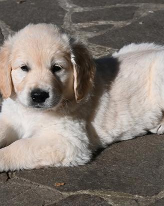 Cuccioli golden retriever