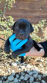 Cuccioli di cane corso