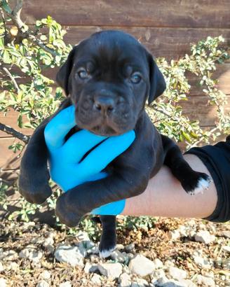 Cuccioli di cane corso