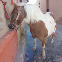Pony