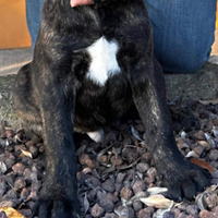 Cane corso cuccioli Brescia