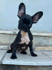 Bulldog francese