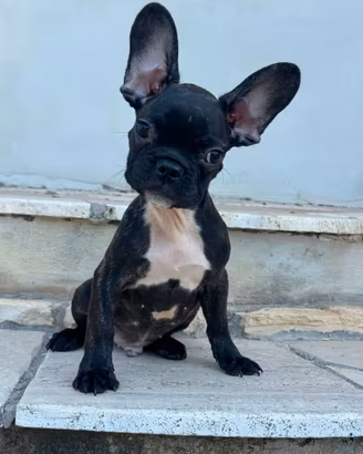 Bulldog francese