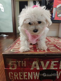 Maltesini Toy - Genitori Visibili