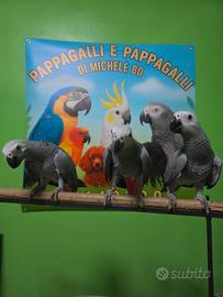 Pappagallo cenerino top quality
