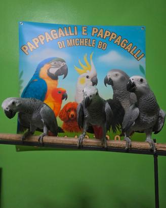 Pappagallo cenerino top quality