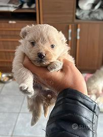 Cucciole di pomapoo toy champagne