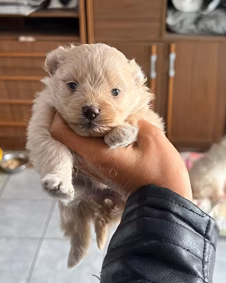 Cucciole di pomapoo toy champagne