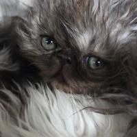 Cuccioli persiani ipertipici maschi