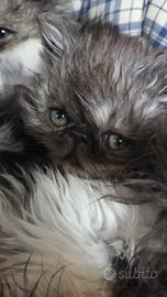Cuccioli persiani ipertipici maschi
