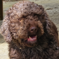 Lagotto Romagnolo per monta