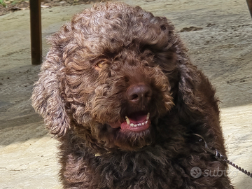 Lagotto Romagnolo per monta