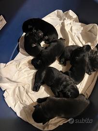 Vendita cuccioli labrador