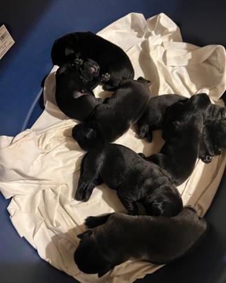 Vendita cuccioli labrador