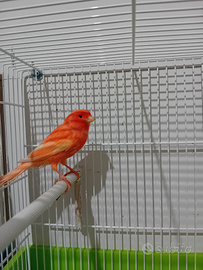 Canarino rosso brinato