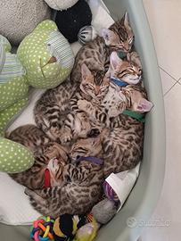 Cuccioli bengala