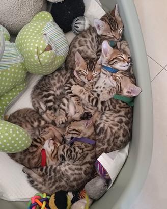 Cuccioli bengala