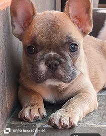 Bulldog francese
