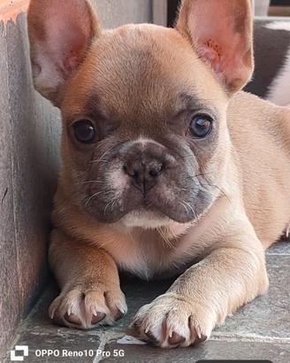 Bulldog francese