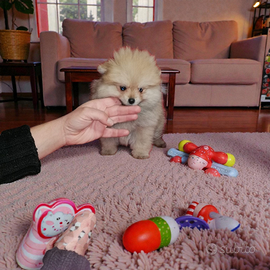 Spitz pomerania nano