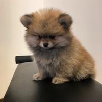 Cuccioli di Volpino della Pomerania nani