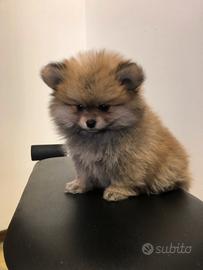 Cuccioli di Volpino della Pomerania nani