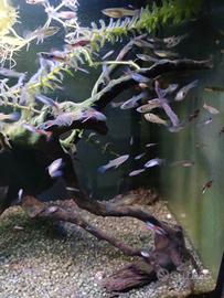 Guppy endler