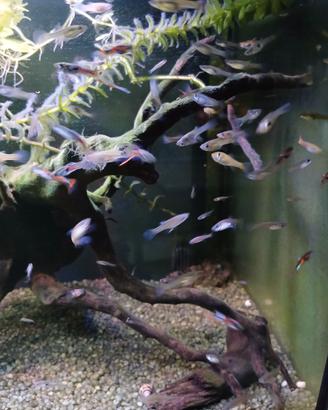 Guppy endler