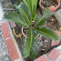 Cycas