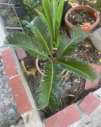Cycas