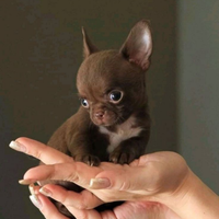 Chihuahua cioccolato tan mini toy
