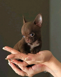 Chihuahua cioccolato tan mini toy