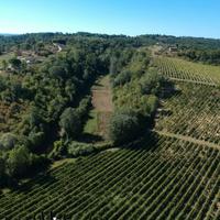 Azienda agrituristica con vigneto e bosco