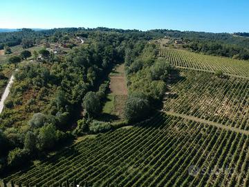 Azienda agrituristica con vigneto e bosco