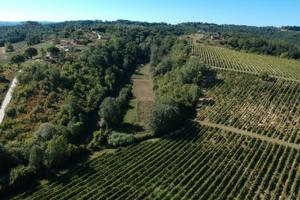 Azienda agrituristica con vigneto e bosco