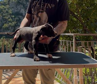 Ultimo pitbull black nose maschio disponibile