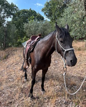 Cavallo