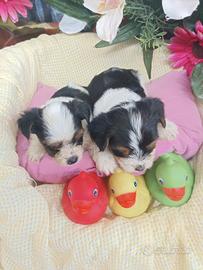 Cuccioli Biewer -- Yorkshire Biewer Terrier -